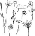 Set of line drawing herbs