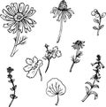 Set of line drawing herbs