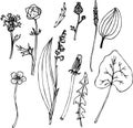 Set of line drawing herbs