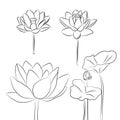 Set of line drawn lotuses. Vector flowers water lilies. for cards Royalty Free Stock Photo