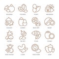 Set Vector Flat Line Icons Nuts