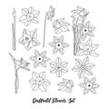 Set of line narcissus vector. Daffodils Black and white flowers and leaves isolated on background. Botanical contour collection