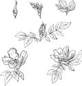 Set of linear drawing flowers from sweet briar Royalty Free Stock Photo