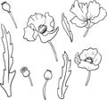 Set of linear drawing poppy flowers