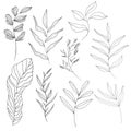 A set of linear hand-drawn flowers and leaves on an isolated white background. Vector illustration Royalty Free Stock Photo