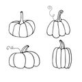 Set of linear pumpkins. Vector hand draw Illustration. October harvest background. Fall season elements. Thanksgiving or
