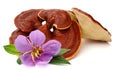 Lingzhi, Ganoderma lucidum isolated on white. Chinese traditiona. Image, healthy.