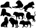 Set of detailed vector silhouettes of lion in black.