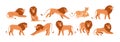 Set of lions, lioness and their cub resting, lying, standing, roaring, sitting and walking. Jungle feline animal in