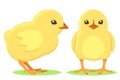 Set of little chicks on a white background. The character Royalty Free Stock Photo
