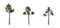 Set of Loblolly Pine trees