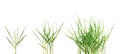 Long blades of green grass over white background. Royalty Free Stock Photo