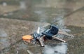 Set of lost keys on the ring on wet ground on the street Royalty Free Stock Photo