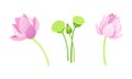Set of lotus flowers and leaves. Beautiful pink flower, symbol of oriental practices, yoga, wellness industry, ayurveda