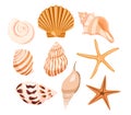 Set of lovely shells and sea stars from different form on white background. Vector beautiful tropical sea and ocean shellfish in Royalty Free Stock Photo