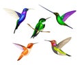 Set of lovely small hummingbird on white background. Vector beautiful hummingbird in cartoon style