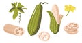 Set of Luffa Cylindrica, Sponge Gourd, Egyptian Cucumber or Vietnamese Luffa. Species of Vine Fruit, Zero Waste Sponges