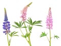Set of lupine three flowers isolated on white Royalty Free Stock Photo