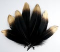 Set of luxury gilded gold golden black swan feather on white background Royalty Free Stock Photo