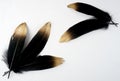 Set of luxury gilded gold golden black swan feather on white background Royalty Free Stock Photo