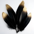 Set of luxury gilded gold golden black swan feather on white background Royalty Free Stock Photo