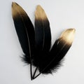 Set of luxury gilded gold golden black swan feather on white background Royalty Free Stock Photo