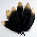 Set of luxury gilded gold golden black swan feather on white background Royalty Free Stock Photo