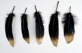 Set of luxury gilded gold golden black swan feather on white background