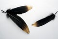 Set of luxury gilded gold golden black swan feather on white background Royalty Free Stock Photo