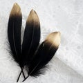 Set of luxury gilded gold golden black swan feather on white lace background Royalty Free Stock Photo