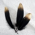 Set of luxury gilded gold golden black swan feather on white lace background Royalty Free Stock Photo