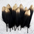 Set of luxury gilded gold golden black swan feather on white lace background Royalty Free Stock Photo