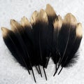 Set of luxury gilded gold golden black swan feather on white lace background Royalty Free Stock Photo