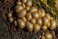 Set of Lycoperdon Perlatum mushrooms in the pine forest