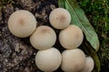 Set of Lycoperdon Perlatum mushrooms in the pine forest