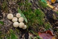 Set of Lycoperdon Perlatum mushrooms in the pine forest