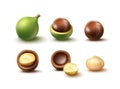 Set of macadamia nuts