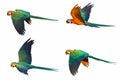 Set of Macaw parrots flying isolated on white background. Royalty Free Stock Photo