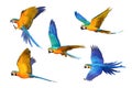 Set of Macaw parrots flying isolated on white background. Royalty Free Stock Photo