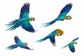 Set of Macaw parrots flying isolated on white background. Royalty Free Stock Photo