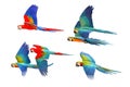 Set of Macaw parrots isolated on white background. Royalty Free Stock Photo