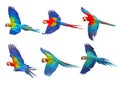 Set of Macaw parrots isolated on white background. Royalty Free Stock Photo