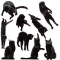 Set made of portraits of black cat jumping, flying, having fun isolated on white studio background. Royalty Free Stock Photo