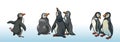 Set of magellanic penguins