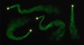 Set of Magic green glowing shiny trail isolated on black transparent background.