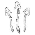 Set of magic poisonous mushrooms. Tattoo fungus design, trendy romance symbol. Witch amanita mushrooms for Halloween