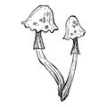 Set of magic poisonous mushrooms. Tattoo fungus design, trendy romance symbol. Witch amanita mushrooms for Halloween