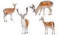 Set of male and female European fallow deer. Deer Dama dama. Wild animals of Europe, America and Scandinavia