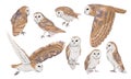 A set of males and females of the common barn owl Tyto alba in different poses