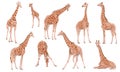 A set of males, females and cubs of Giraffa camelopardalis giraffes in different poses.